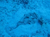 stone fish.jpg